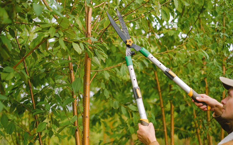 Tree trimming in Naponee, NE